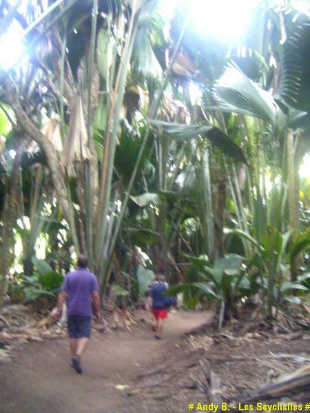 Vallee de Mai (10).JPG